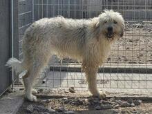 RAIKA, Hund, Bobtail-Mix in Italien - Bild 2