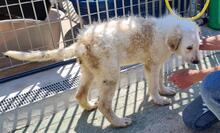 RAIKA, Hund, Bobtail-Mix in Italien - Bild 27