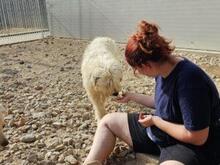 RAIKA, Hund, Bobtail-Mix in Italien - Bild 3