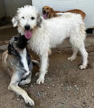 RAIKA, Hund, Bobtail-Mix in Italien - Bild 30