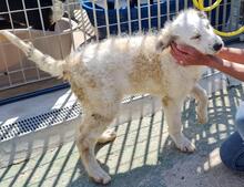 RAIKA, Hund, Bobtail-Mix in Italien - Bild 31