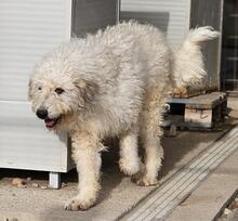 RAIKA, Hund, Bobtail-Mix in Italien - Bild 46