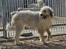 RAIKA, Hund, Bobtail-Mix in Italien - Bild 5