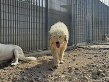 RAIKA, Hund, Bobtail-Mix in Italien - Bild 7