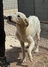 RAO, Hund, Mischlingshund in Italien - Bild 2