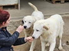 RAO, Hund, Mischlingshund in Italien - Bild 21