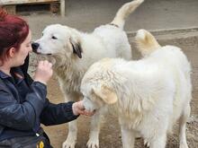 RAO, Hund, Mischlingshund in Italien - Bild 23