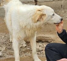 RAO, Hund, Mischlingshund in Italien - Bild 26