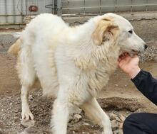 RAO, Hund, Mischlingshund in Italien - Bild 27