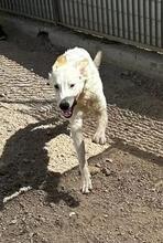 RAJI, Hund, Mischlingshund in Italien - Bild 20