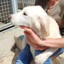 RAJI, Hund, Mischlingshund in Italien - Bild 22