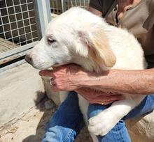 RAJI, Hund, Mischlingshund in Italien - Bild 24