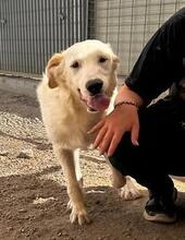 RAJI, Hund, Mischlingshund in Italien - Bild 30