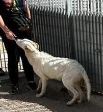 RAJI, Hund, Mischlingshund in Italien - Bild 35