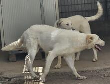 RAJI, Hund, Mischlingshund in Italien - Bild 4