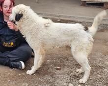 RAJI, Hund, Mischlingshund in Italien - Bild 44