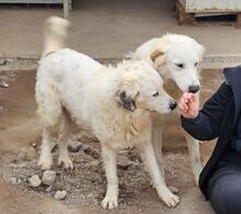 RAJI, Hund, Mischlingshund in Italien - Bild 48
