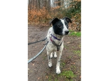 DARCY, Hund, Mischlingshund in Sankt Augustin