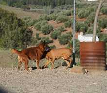 DANA, Hund, Malinois-Mix in Spanien - Bild 10