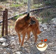 DANA, Hund, Malinois-Mix in Spanien - Bild 12