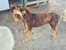 DANA, Hund, Malinois-Mix in Spanien - Bild 3