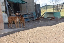 DANA, Hund, Malinois-Mix in Spanien - Bild 30