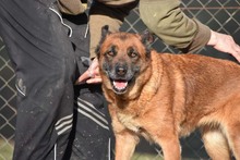 DANA, Hund, Malinois-Mix in Spanien - Bild 34