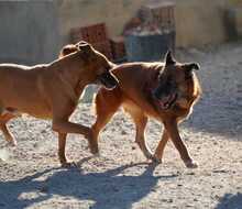 DANA, Hund, Malinois-Mix in Spanien - Bild 8