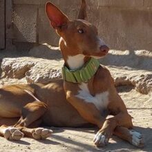 ANTON, Hund, Podenco in Spanien - Bild 11