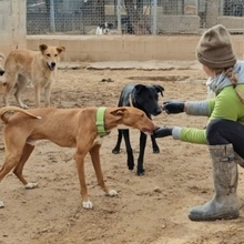 ANTON, Hund, Podenco in Spanien - Bild 13