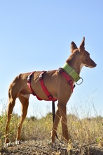 ANTON, Hund, Podenco in Spanien - Bild 14