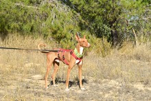 ANTON, Hund, Podenco in Spanien - Bild 17