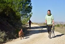 ANTON, Hund, Podenco in Spanien - Bild 18