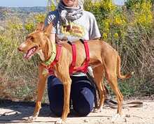 ANTON, Hund, Podenco in Spanien - Bild 25
