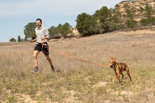 ANTON, Hund, Podenco in Spanien - Bild 3
