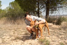ANTON, Hund, Podenco in Spanien - Bild 4