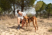ANTON, Hund, Podenco in Spanien - Bild 5