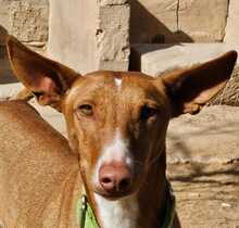 ANTON, Hund, Podenco in Spanien - Bild 8