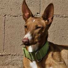 ANTON, Hund, Podenco in Spanien - Bild 9
