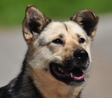 ADRI, Hund, Mischlingshund in Slowakische Republik - Bild 1