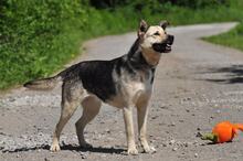 ADRI, Hund, Mischlingshund in Slowakische Republik - Bild 10