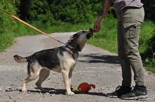 ADRI, Hund, Mischlingshund in Slowakische Republik - Bild 11