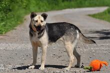 ADRI, Hund, Mischlingshund in Slowakische Republik - Bild 12