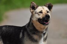 ADRI, Hund, Mischlingshund in Slowakische Republik - Bild 13