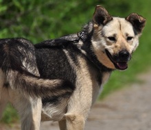 ADRI, Hund, Mischlingshund in Slowakische Republik - Bild 15