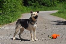 ADRI, Hund, Mischlingshund in Slowakische Republik - Bild 16