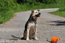 ADRI, Hund, Mischlingshund in Slowakische Republik - Bild 17