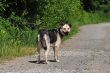 ADRI, Hund, Mischlingshund in Slowakische Republik - Bild 18