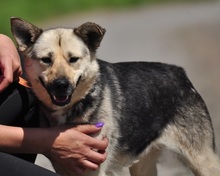 ADRI, Hund, Mischlingshund in Slowakische Republik - Bild 2