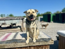 ADRI, Hund, Mischlingshund in Slowakische Republik - Bild 3